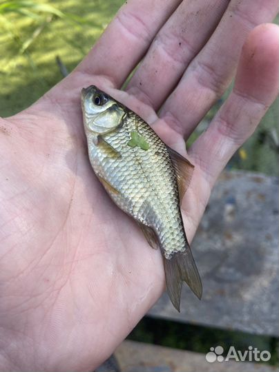 Живец для рыбалки