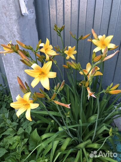 Садовые цветы