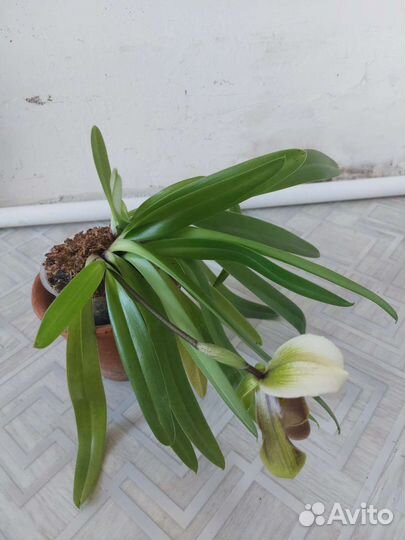 Орхидея пафиопедилум
