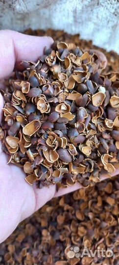 Скорлупа кедрового ореха