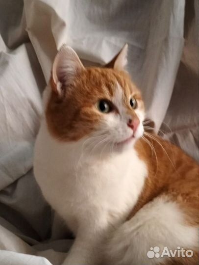 Котик ищет дом