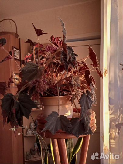 Бегония декоративно лиственная