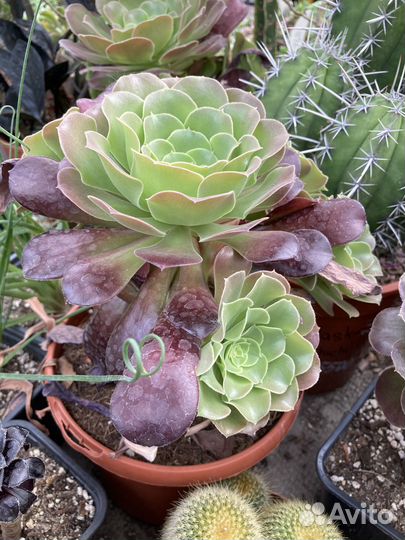 Суккуленты, Эониумы из питомника