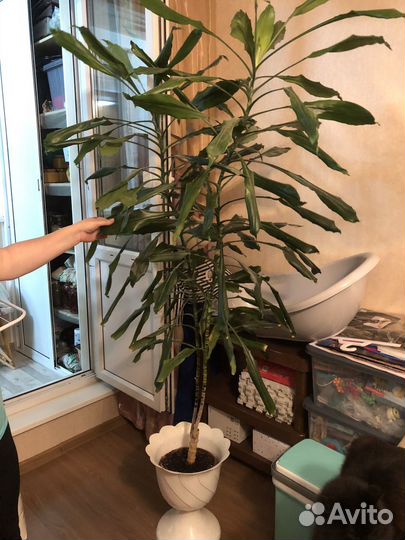 Драцена душистая