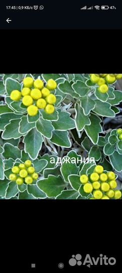 Аджания аяния