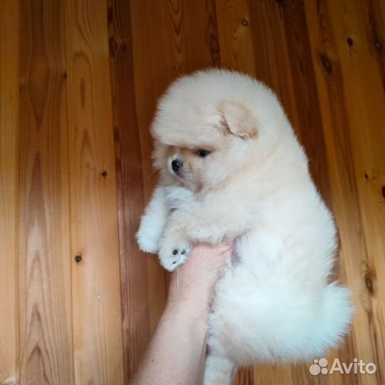 Померанский шпиц мини