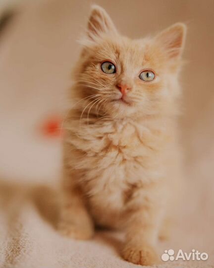 Персиковое чудо Плюшик котенок мальчик