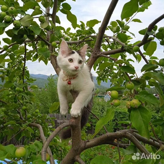 Котик Матвей