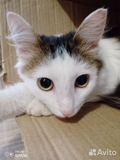 Отдам кота в добрые руки