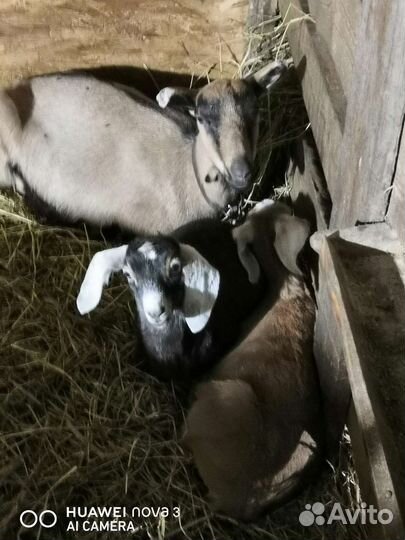 Козлята козы разной породы
