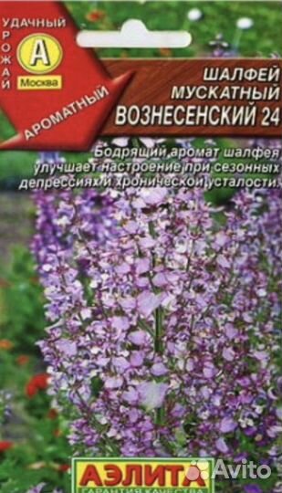 Шалфей мускатный Вознесенский и Сальвия