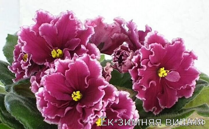 Детки сортовых фиалок