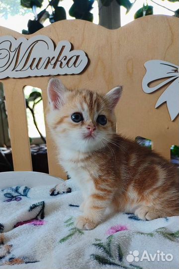 Шотландская мраморное золото