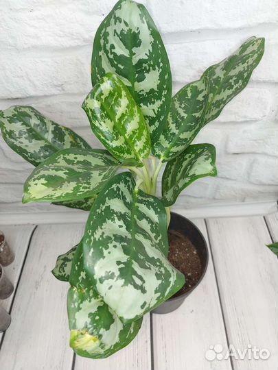 Аглаонема dawn's delight