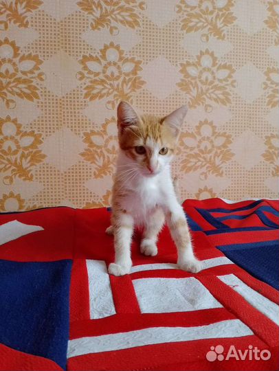 Рыжий котенок мальчик