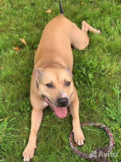 Питбуль в ответственный руки