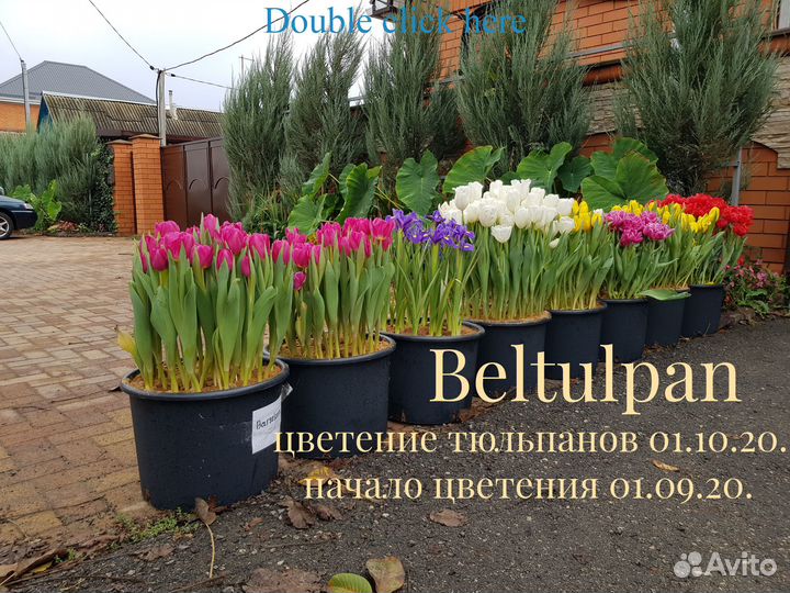 Тюльпаны к 8 марта оптом 2024