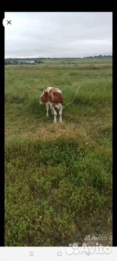 Коровы и телята