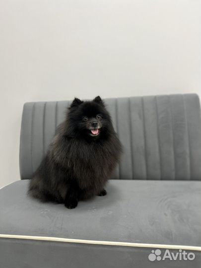 Стрижка собак и кошек с выездом на дом