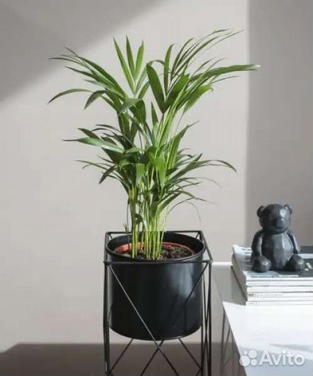 Хамедорея,Арека