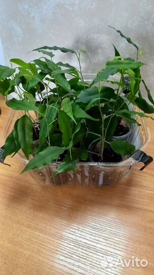 Фикус Бенджамина