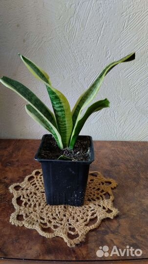 Сансевиерия сортовая