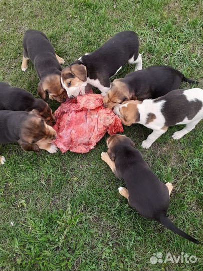 Щенки русской гончей в добрые руки