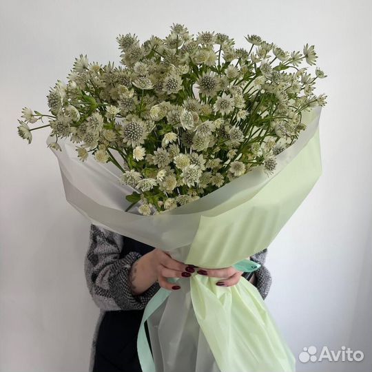 Астранция в упаковке