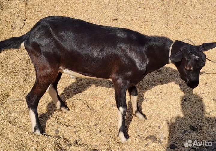 Козлик на племя Альпийской породы