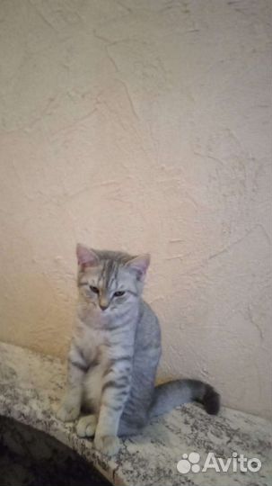 Шотландская кошечка 5 месяцев