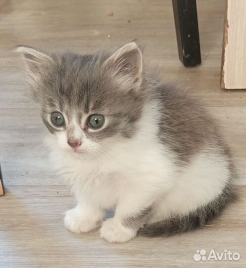 Котята крысоловы