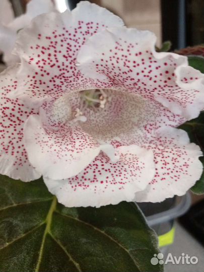 Детки глоксиний