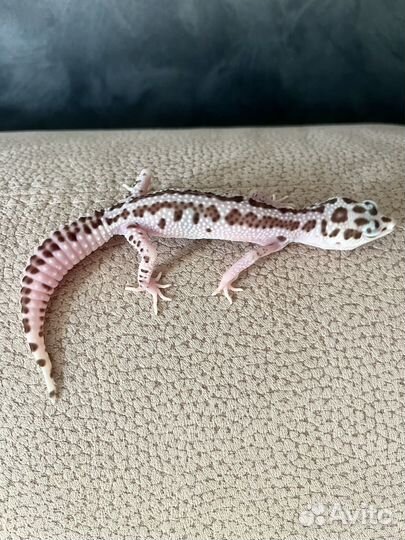 Геккон эублефар