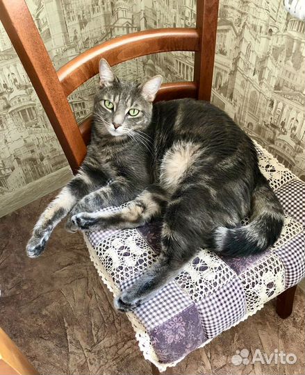 Кот Максимус ищет дом