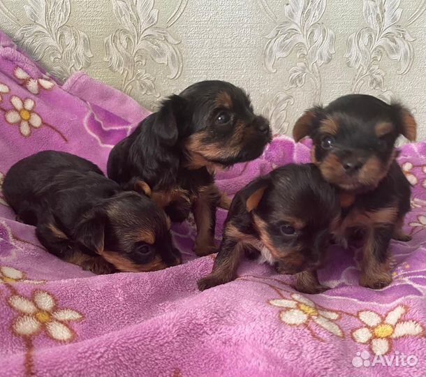 Продаются щенки йоркширского терьера