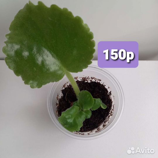 Фиалка ав- Жёлтая роза