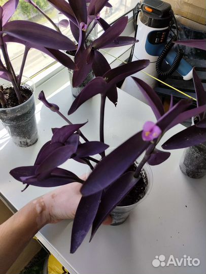 Традесканция пурпурная