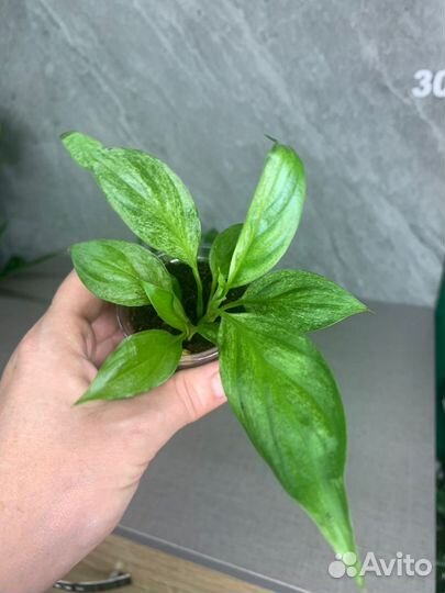 Спатифиллум сенсация вариегатная Тай