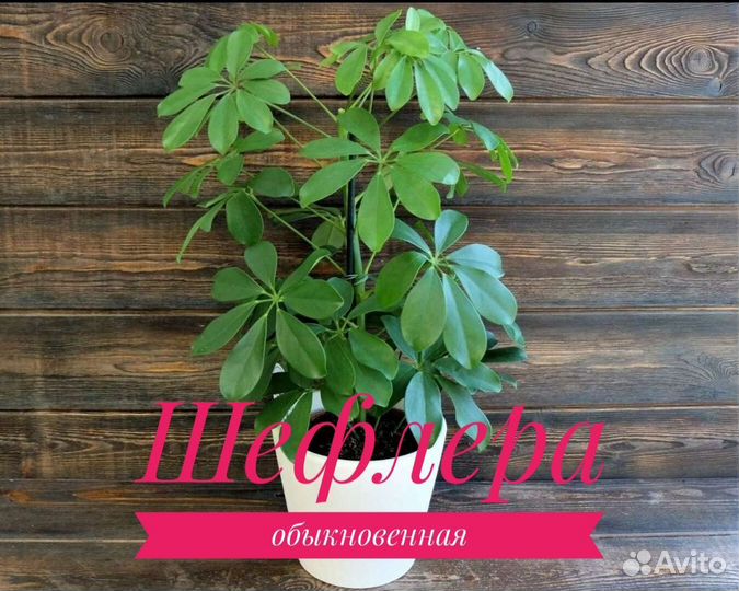 Комнатные цветы шефлера