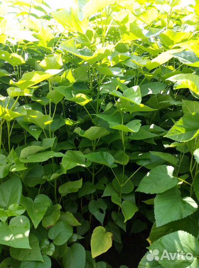 Сеянцы катальпы