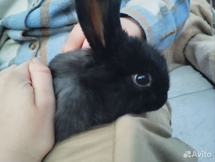 Крольчата мясные, для разведения