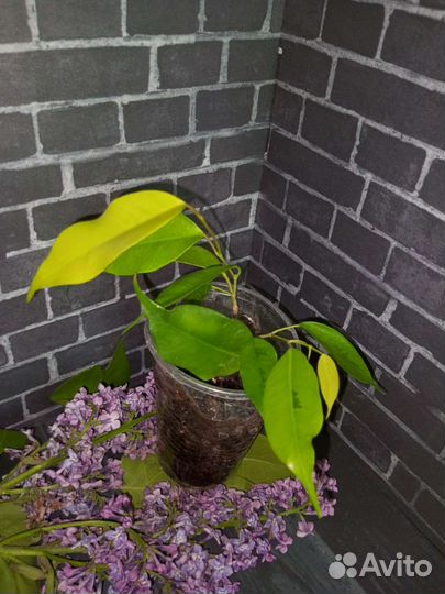 Сортовые фикусы