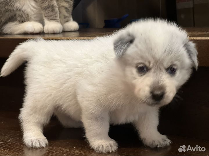 Собака в добрые руки щенок