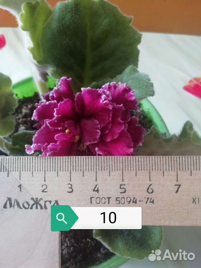 Фиалки в цвете