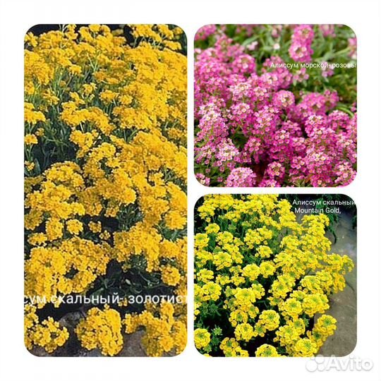 Алиссум семена многолетний разные сорта