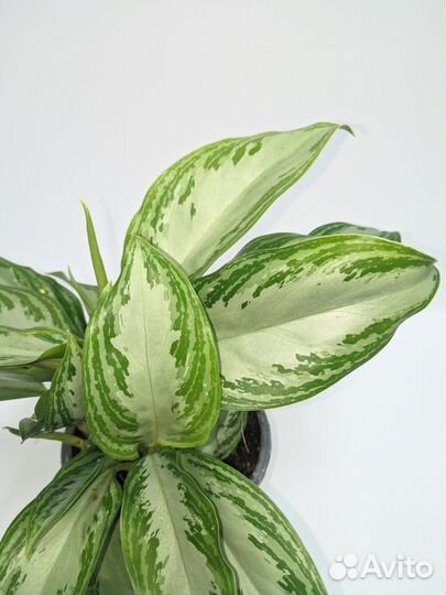 Аглаонема Сильвер Бай 12/35