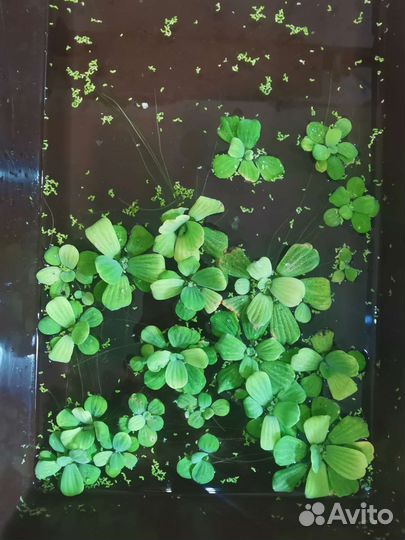 Пистия, Гигрофила, Криптокорина