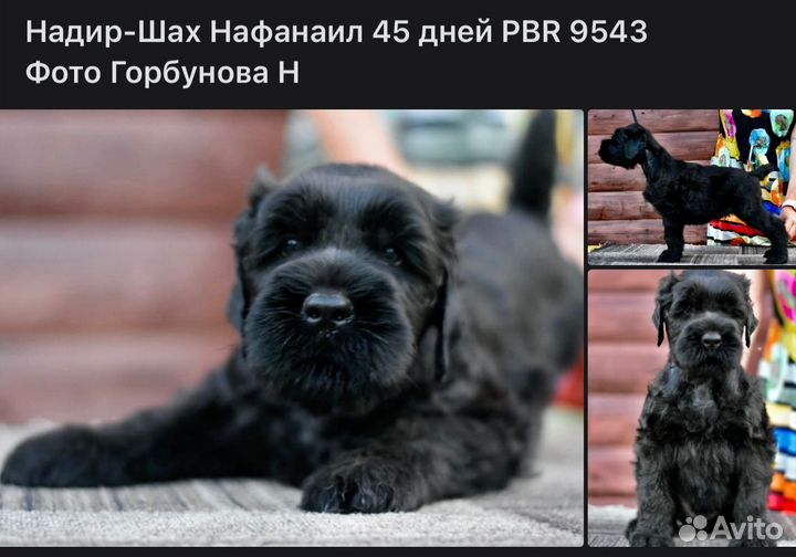 Щенки Русского Черного Терьера