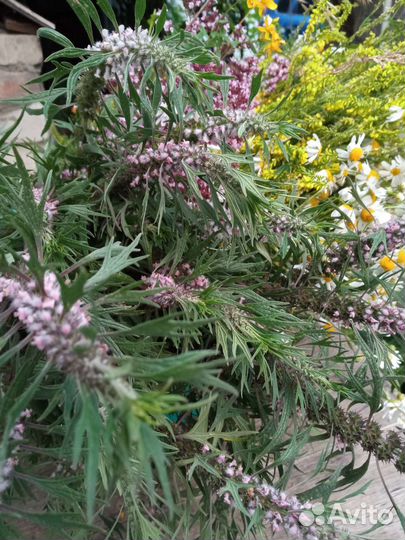 Душица Зверобой Кипрей Пустырник Валерьяна