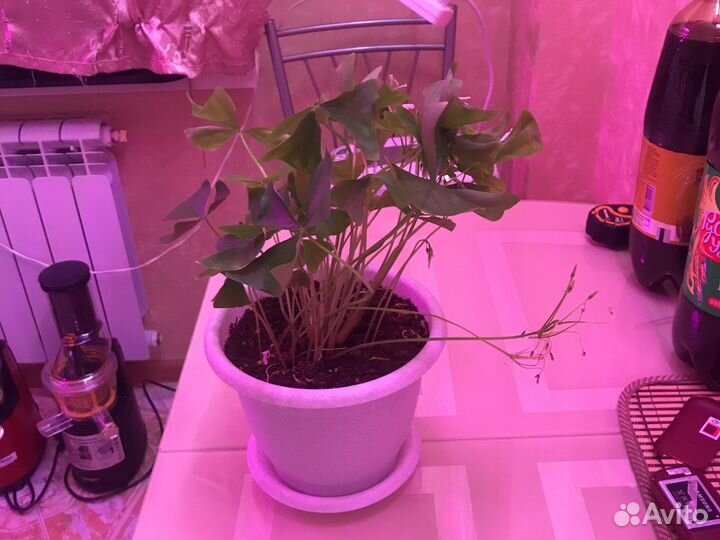 Кислица оксалис